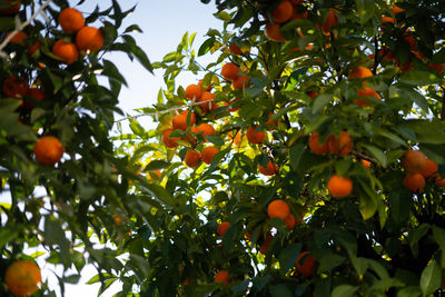 Low angle view of orange fruits on tree