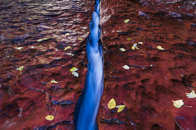 High angle view of leaves on tree trunk