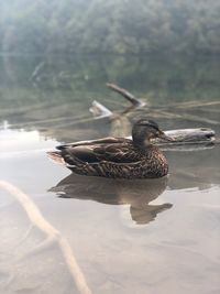 View of a duck in a lake