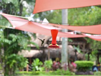 Bird flying against blurred background