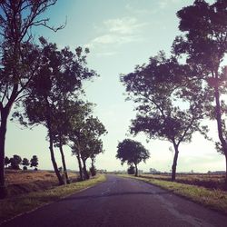 Empty road along trees