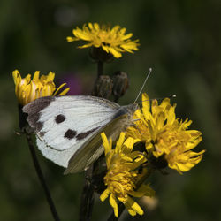 Close-up of butterfly on yellow flower