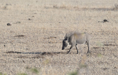 View of horse on land