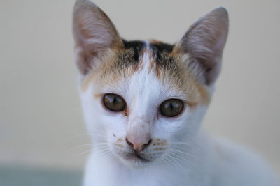 Close-up portrait of a cat