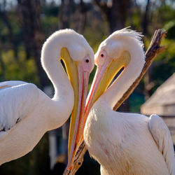 Close-up of white bird