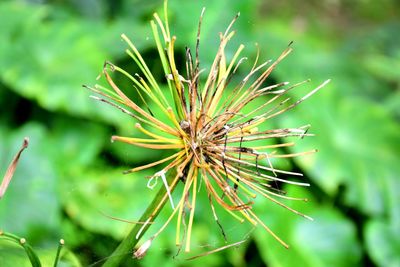 Close-up of flower plant