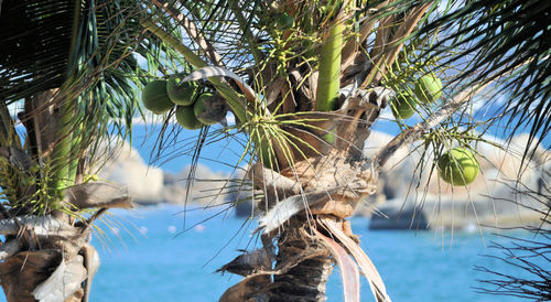 Low angle view of palm trees