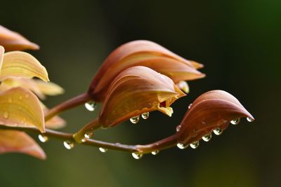 Close-up of water drops on flower