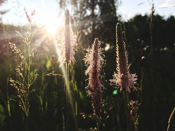 Close-up of stalks in field against sky