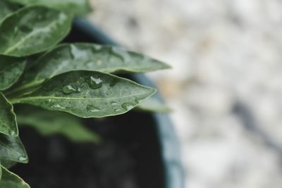 Close-up of water drops on leaf