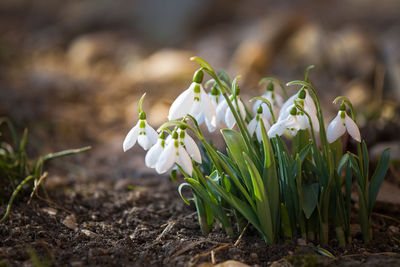 Close-up of white flowering plant on field