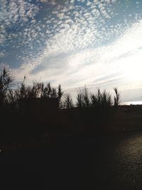 Silhouette trees on field against sky at sunset