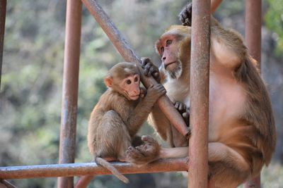 Close-up of monkeys in monkey cave, chiang rai, thailand