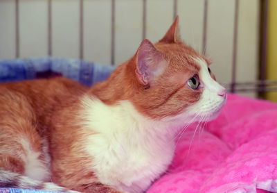 Close-up of a cat looking away