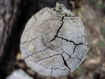 Close-up of tree stump