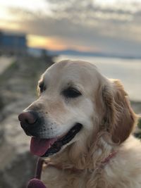 Close-up of dog looking away