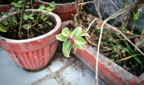 High angle view of potted plant