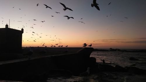 Silhouette birds flying over sea during sunset