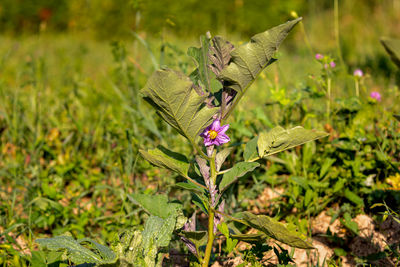 plant