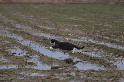 Side view of a cat on the field