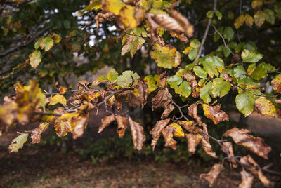 Close-up of autumn leaves on tree
