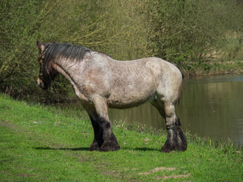 Horse standing in a field