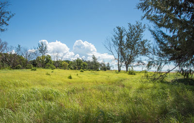 Trees on field against sky