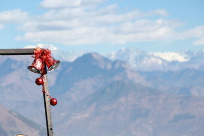 Red berries on snow covered mountains against sky