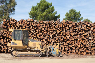 Stack of logs in forest