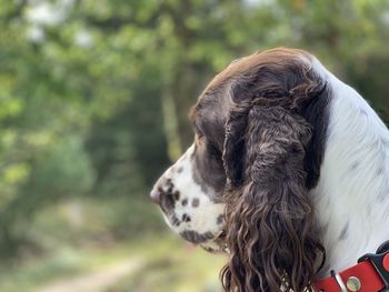 Close-up of a dog looking away