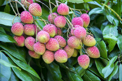 Close-up of strawberries