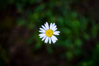 Close-up of white daisy flower