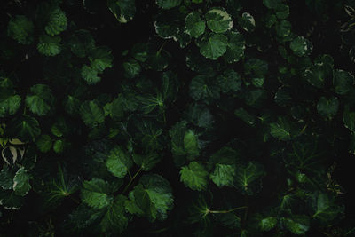 Full frame shot of plants