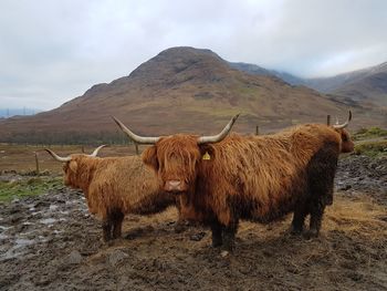 Highland cows at oban 