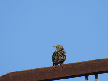 Low angle view of bird perching against clear blue sky