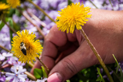 Close-up of hand holding yellow flower