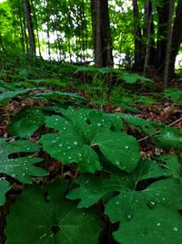 Close-up of wet leaves on plant in forest