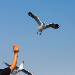 Low angle view of seagull flying