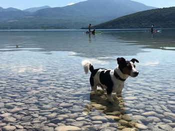 Dog standing in a lake