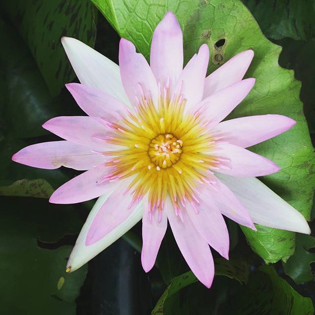 flower, petal, freshness, flower head, water lily, fragility, single flower, beauty in nature, pond, pink color, growth, leaf, lotus water lily, nature, close-up, plant, high angle view, water, pollen, blooming