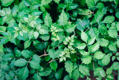 Close-up of green leaves