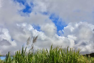 Low angle view of plants growing on field against sky