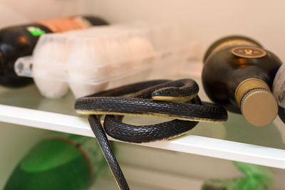 A black poisonous snake is lying on a glass shelf refrigerator next to the food.