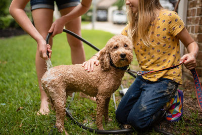 Low section of sisters cleaning dog in yard