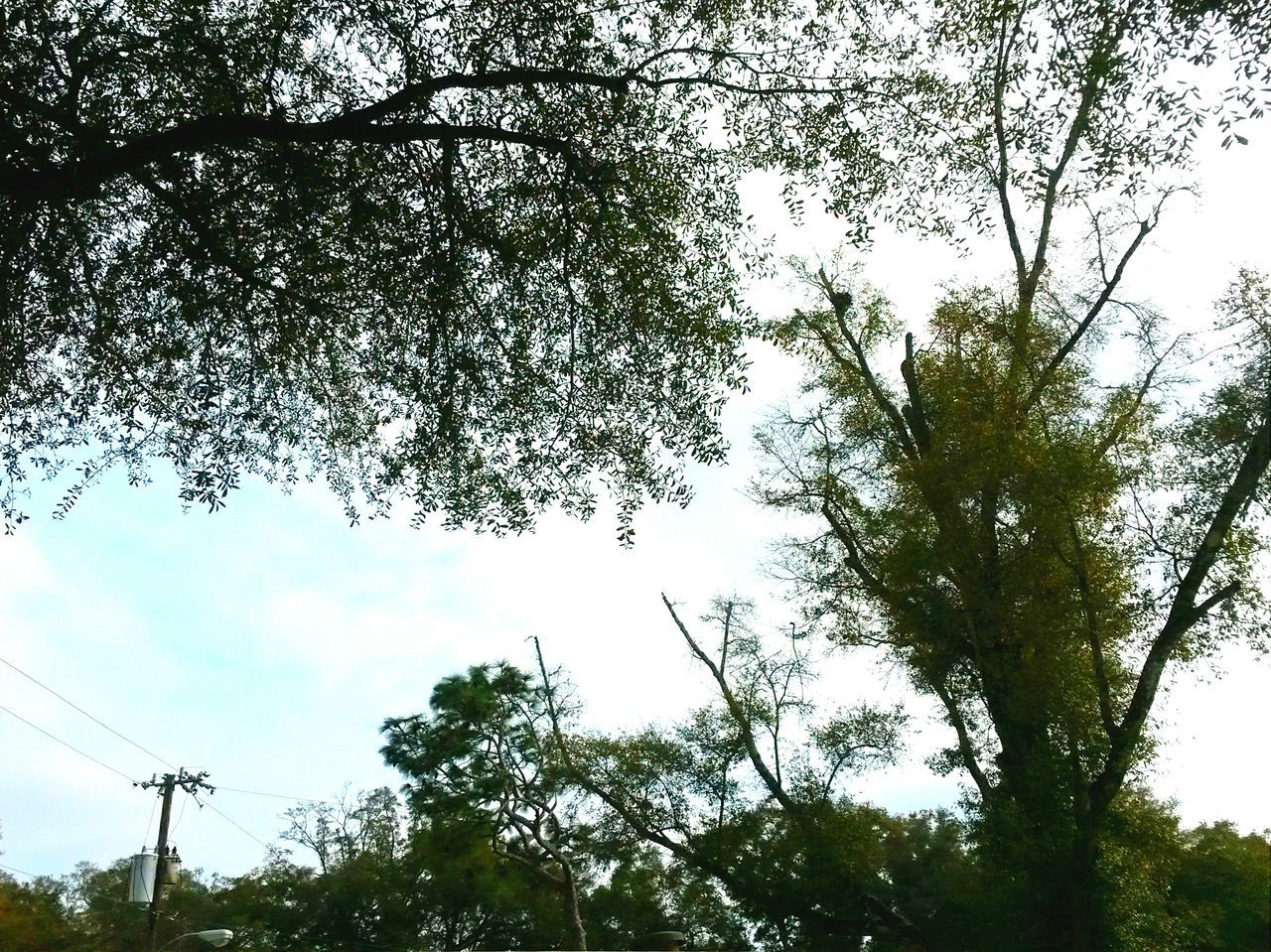 tree, low angle view, branch, growth, tranquility, nature, sky, beauty in nature, tree trunk, tranquil scene, scenics, forest, no people, outdoors, day, silhouette, green color, treetop, idyllic, non-urban scene