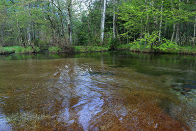 Scenic view of lake in forest