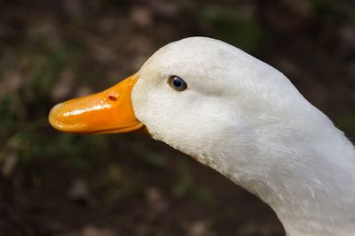 Close-up of bird