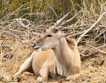 Eland antelope