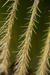 Close-up of cactus