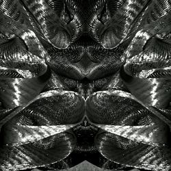 Full frame shot of leaves